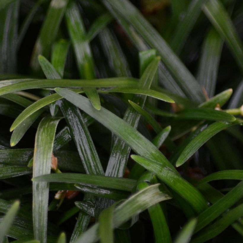 Ophiopogon japonicus - Schlangenbart (Foliage)