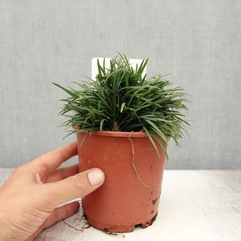 Exemplar von Ophiopogon japonicus Minor - Schlangenbart Topf mit 1L/1,5L wie im Sommer geliefert