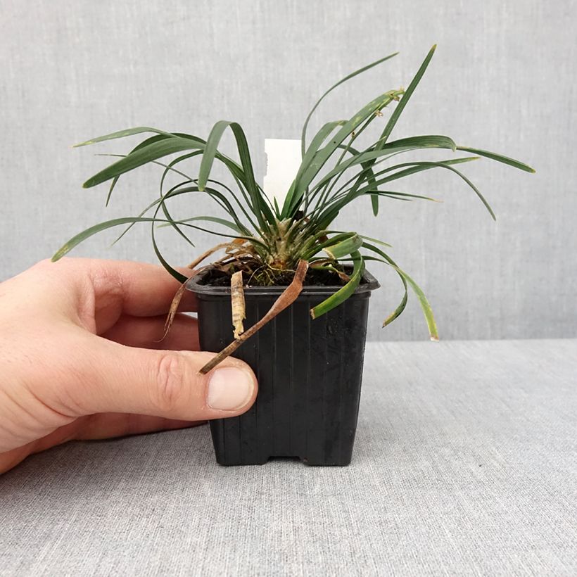 Exemplar von Ophiopogon planiscapus Olivaceus Godet de 8/9 cm wie im Winter geliefert