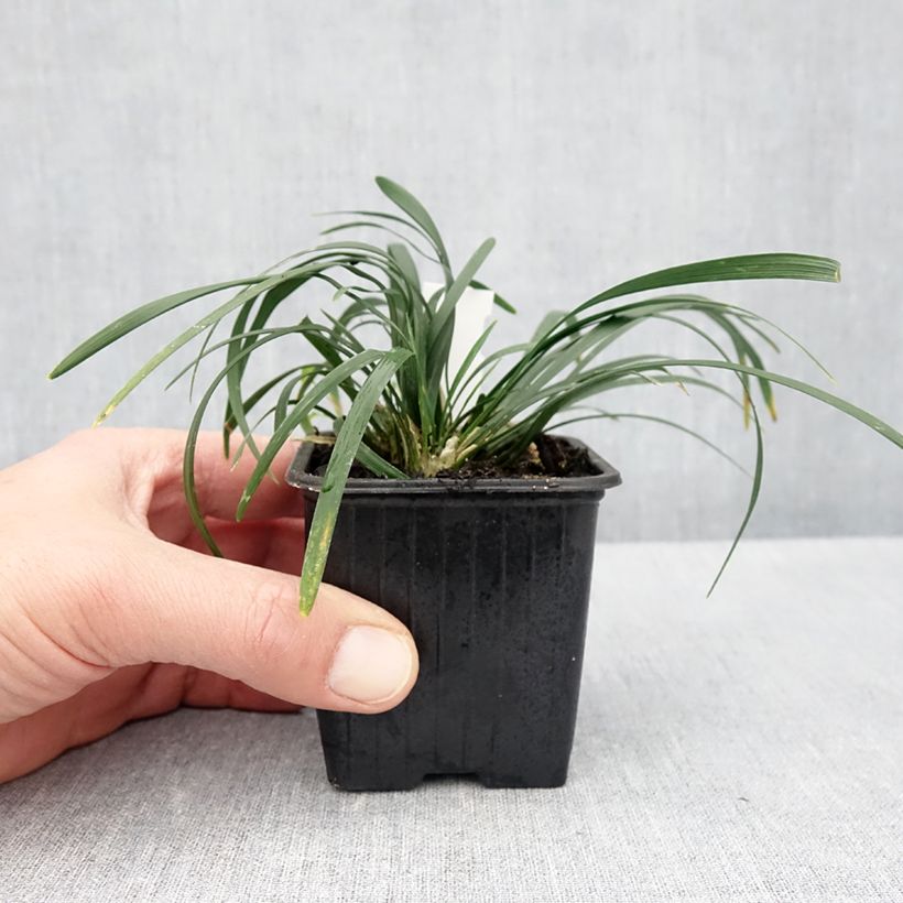 Exemplar von Ophiopogon planiscapus Olivaceus - Schlangenbart Kleine Töpfe von 8/9 cm wie im Frühjahr geliefert