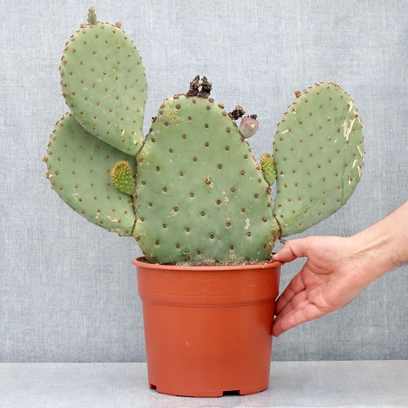 Example of Opuntia basilaris - Feigenkaktus Topf mit 4L/5L as you get in printemps