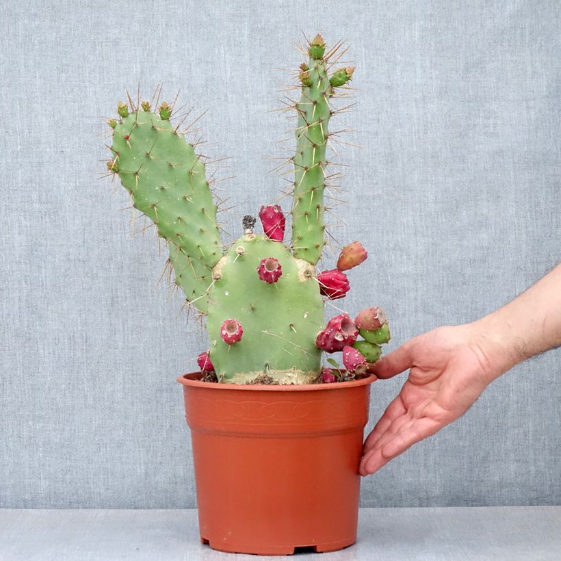 Exemplar von Opuntia bergeriana - Feigenkaktus Topf mit 4L/5L wie im Frühjahr geliefert
