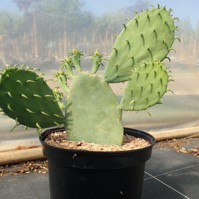 Opuntia cacanapa Ellisiana - Feigenkaktus (Wuchs)