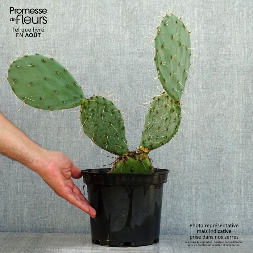 Exemplar von Opuntia discata - Feigenkaktus Topf mit 4L/5L wie im Sommer geliefert