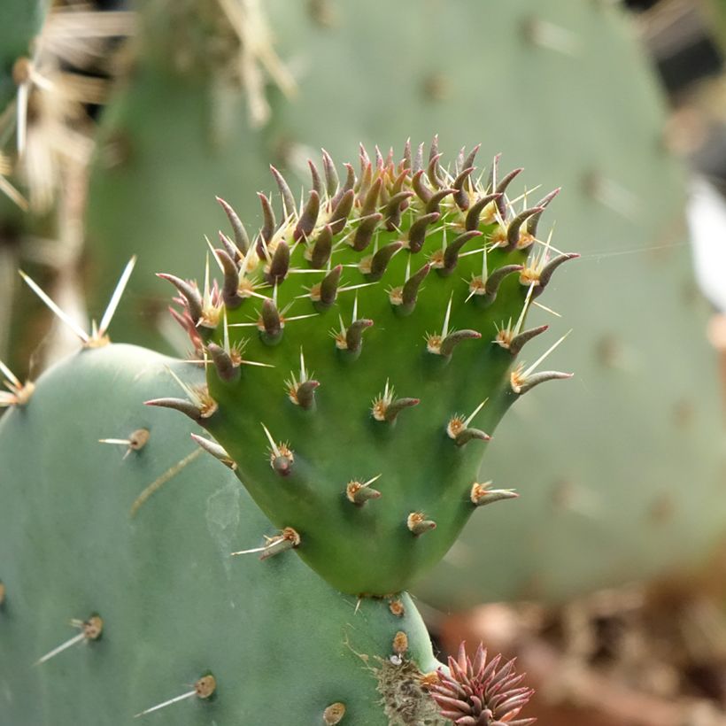 Opuntia discata - Feigenkaktus (Laub)