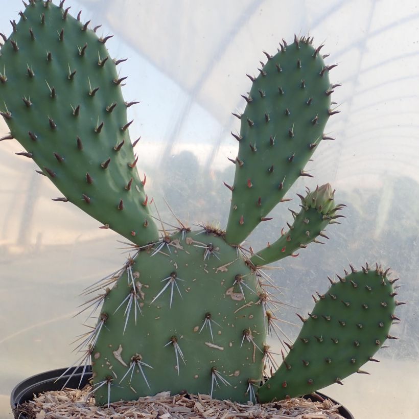 Opuntia dulcis - Feigenkaktus (Plant habit)