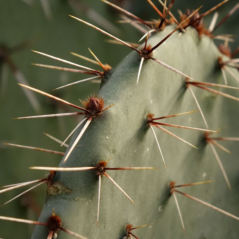 Opuntia dulcis - Feigenkaktus (Foliage)