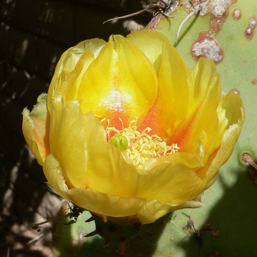 Opuntia engelmannii - Feigenkaktus (Flowering)