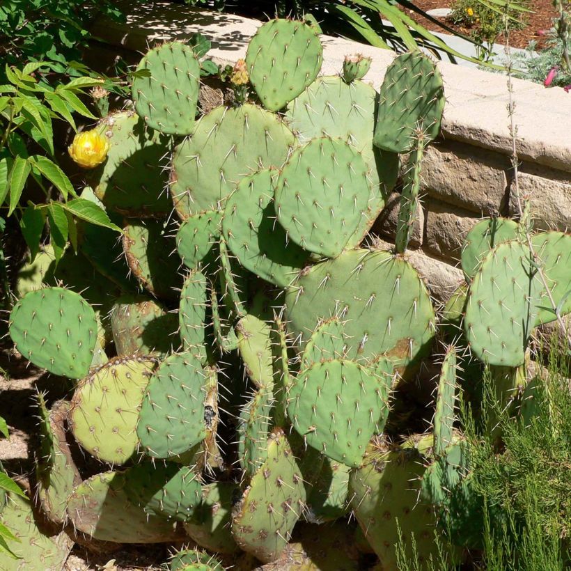 Opuntia engelmannii - Feigenkaktus (Plant habit)