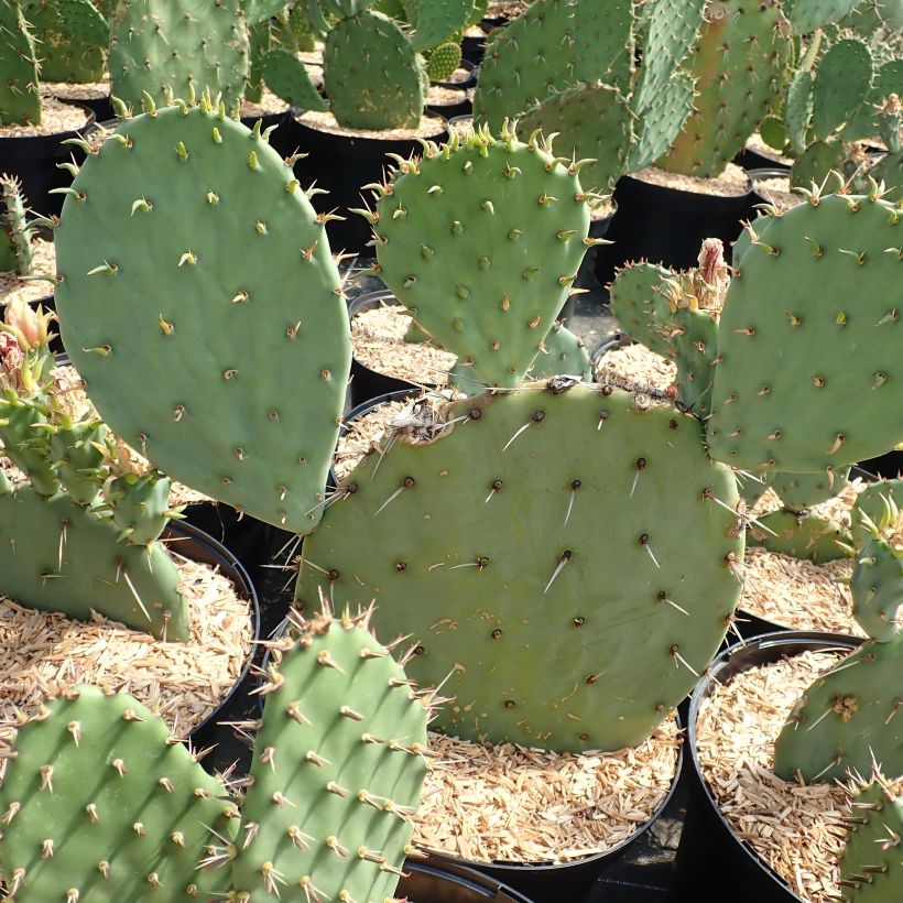Opuntia engelmannii Belen - Feigenkaktus (Plant habit)