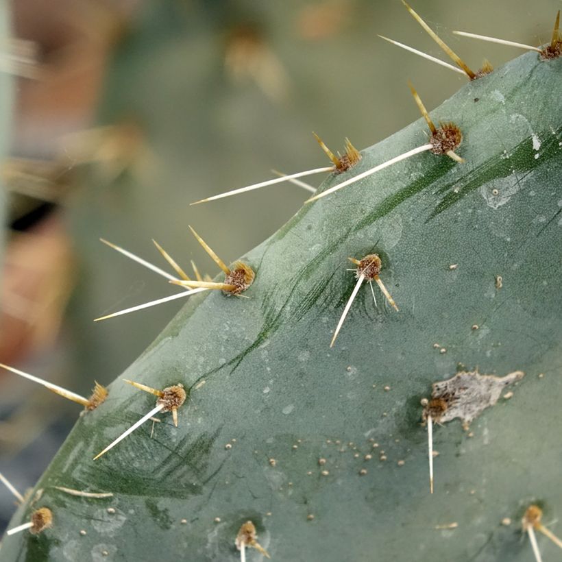 Opuntia engelmannii Belen - Feigenkaktus (Foliage)