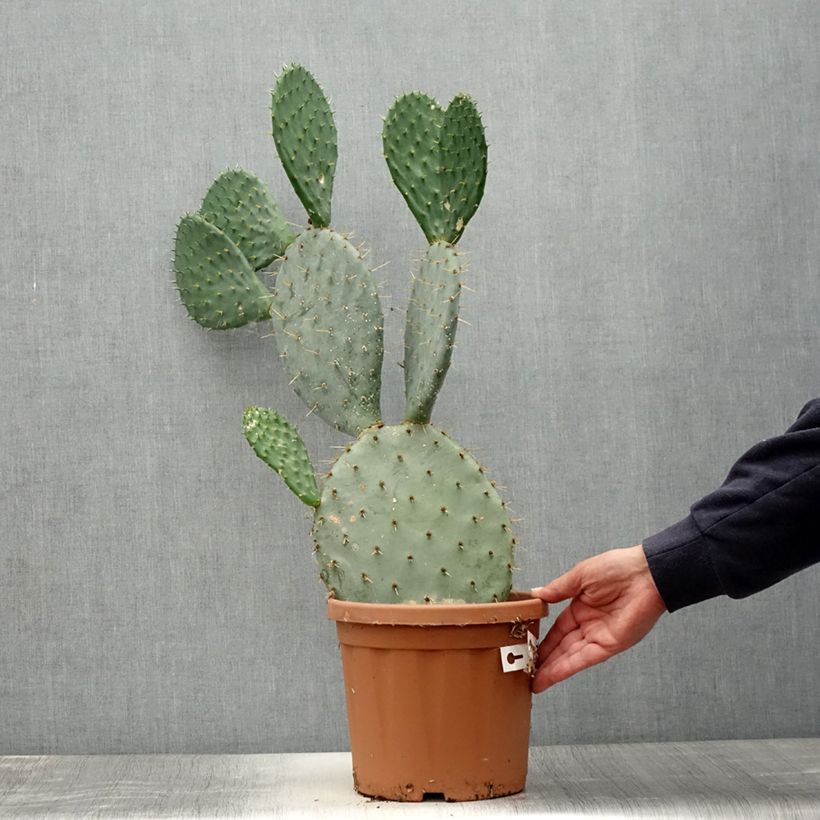 Exemplar von Opuntia engelmannii - Feigenkaktus Topf mit 4L/5L wie im Sommer geliefert