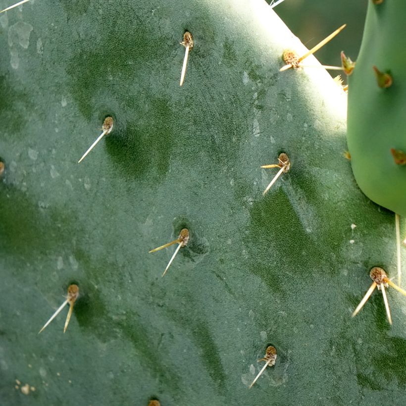 Opuntia engelmannii - Feigenkaktus (Foliage)