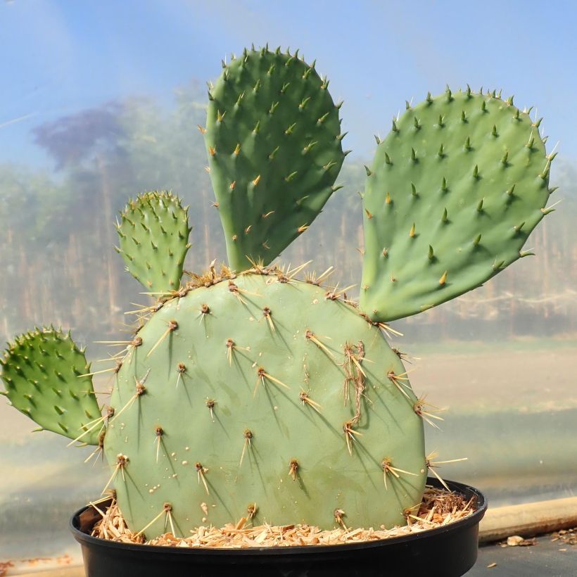Opuntia engelmannii var. rastrera - Feigenkaktus (Wuchs)