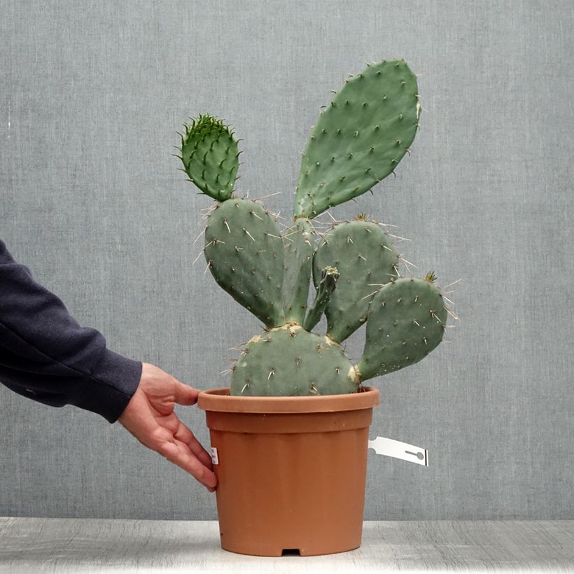 Exemplar von Opuntia gregoriana - Feigenkaktus Topf mit 4L/5L wie im Sommer geliefert