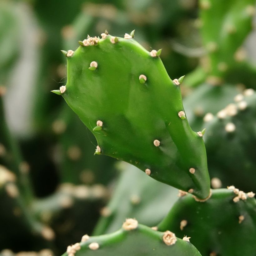 Opuntia jamaicensis (Laub)