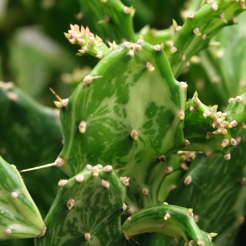 Opuntia jamaicensis Ghost (Laub)