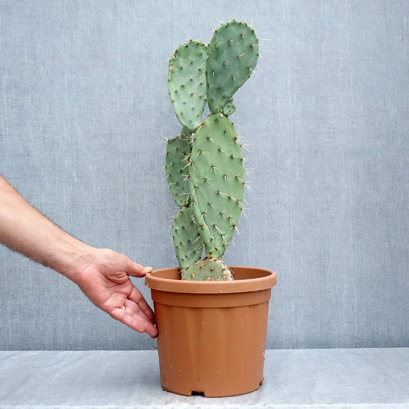Exemplar von Opuntia laevis - Feigenkaktus Topf mit 4L/5L wie im Sommer geliefert