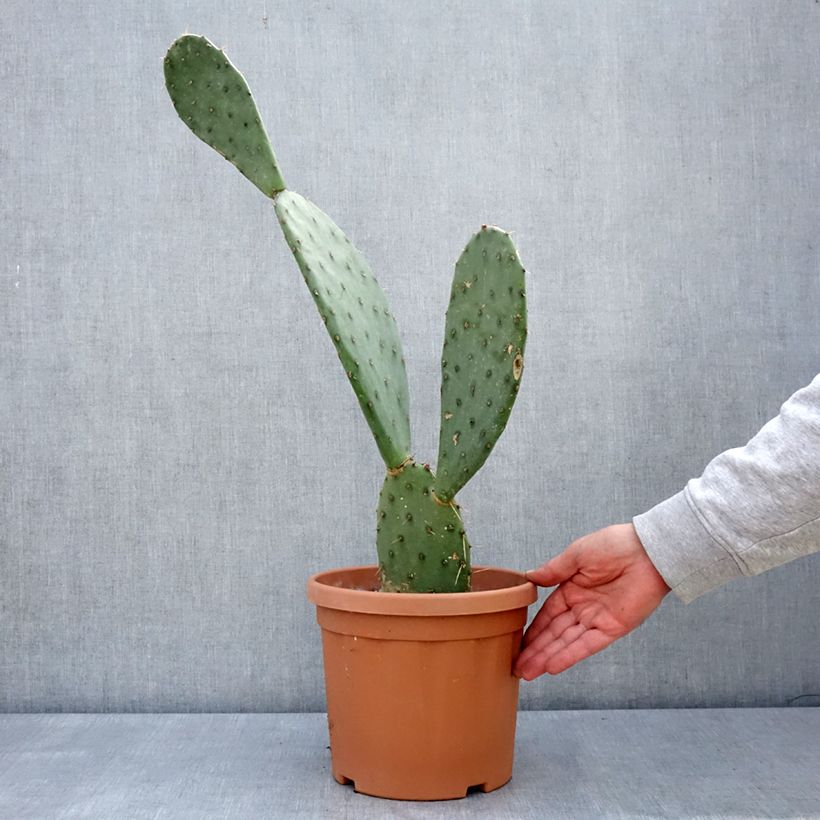 Example of Opuntia laevis - Feigenkaktus Topf mit 4L/5L as you get in printemps