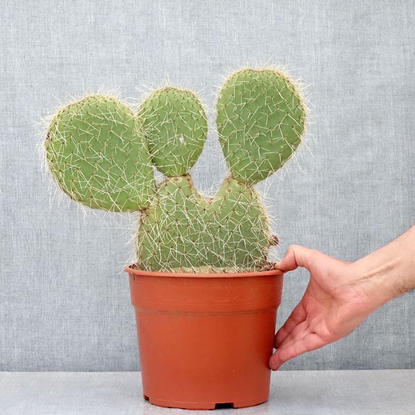 Exemplar von Opuntia leucotricha - Feigenkaktus Topf mit 4L/5L wie im Frühjahr geliefert