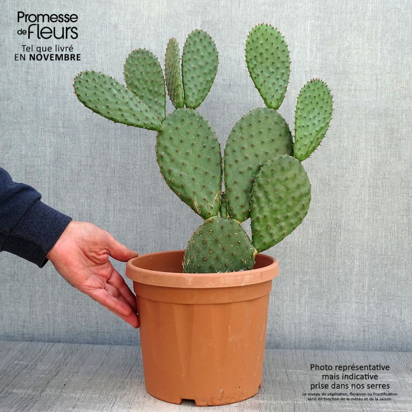 Exemplar von Opuntia lubrica - Feigenkaktus Topf mit 3L/4L wie im Herbst geliefert