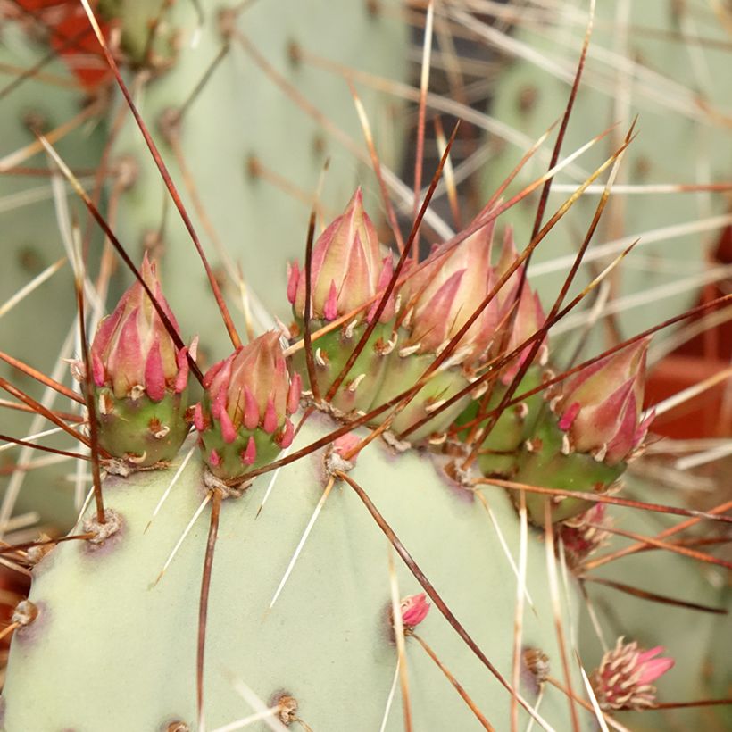 Opuntia macrocentra (Foliage)