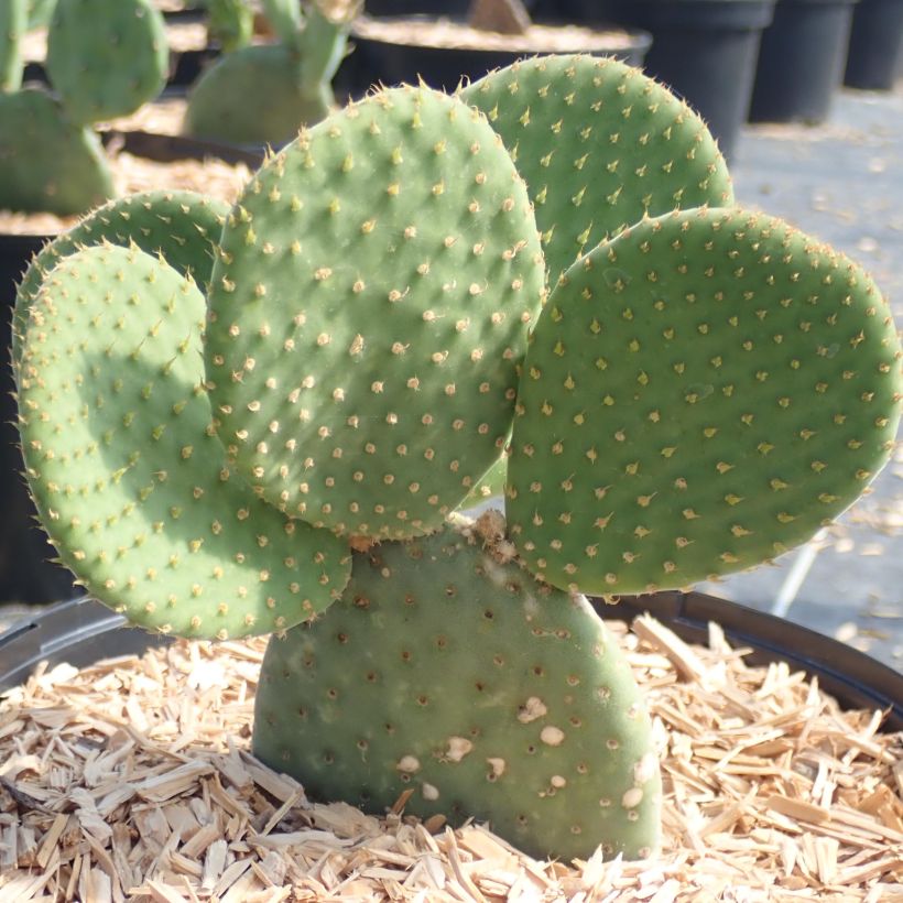 Opuntia microdasys Caress - Feigenkaktus (Plant habit)