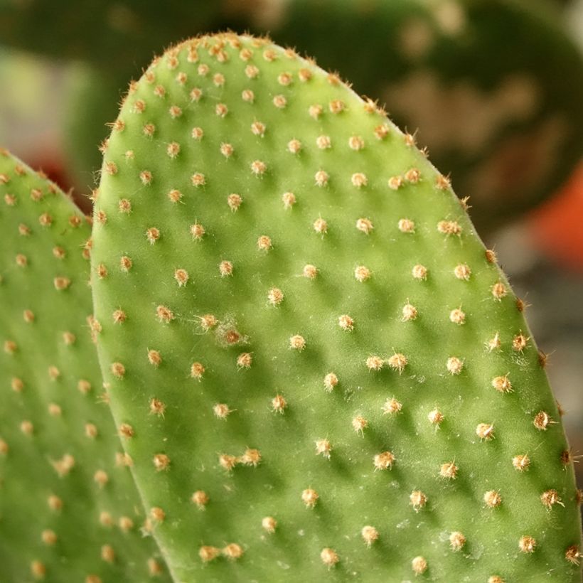 Opuntia microdasys Caress - Feigenkaktus (Foliage)