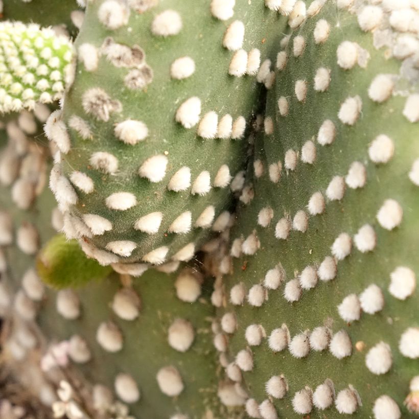 Opuntia microdasys var. albispina - Feigenkaktus (Foliage)
