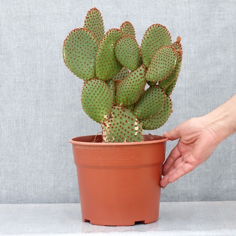 Example of Opuntia microdasys var. rufida - Feigenkaktus Topf mit 4L/5L as you get in printemps