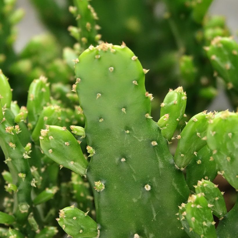 Opuntia monacantha (Laub)