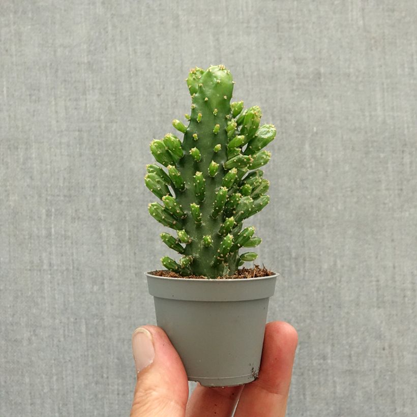 Exemplar von Opuntia monacantha Mini-Pflanze wie im Frühjahr geliefert