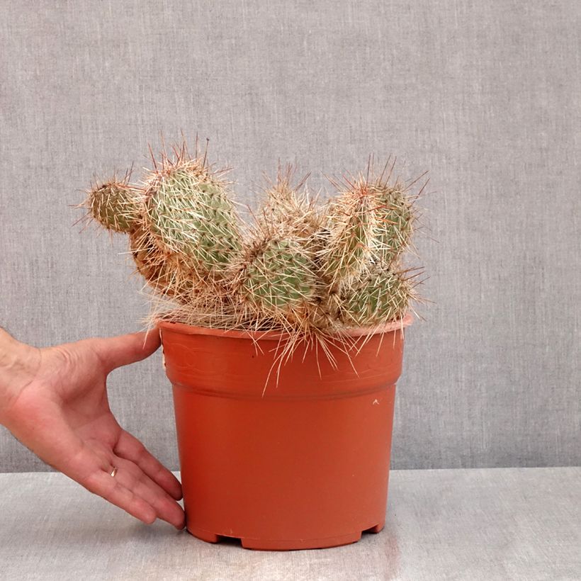 Exemplar von Opuntia polyacantha - Feigenkaktus Topf mit 4L/5L wie im Sommer geliefert