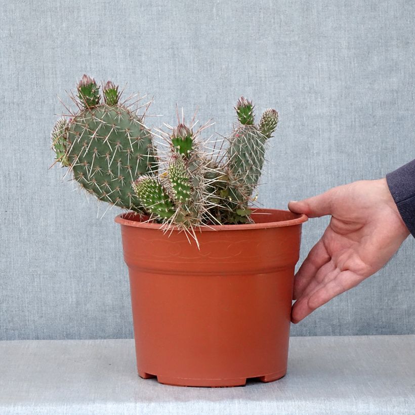 Exemplar von Opuntia polyacantha - Feigenkaktus Topf mit 4L/5L wie im Frühjahr geliefert