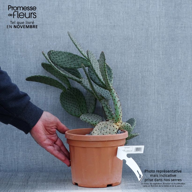 Exemplar von Opuntia rufida - Feigenkaktus Topf mit 3L/4L wie im Herbst geliefert