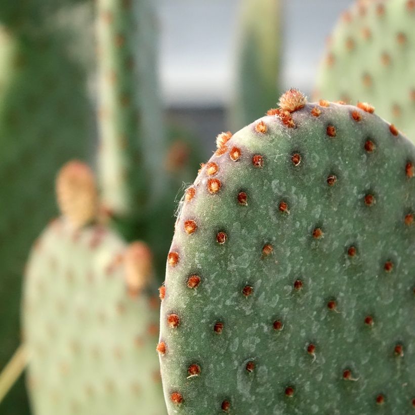 Opuntia rufida - Feigenkaktus (Foliage)