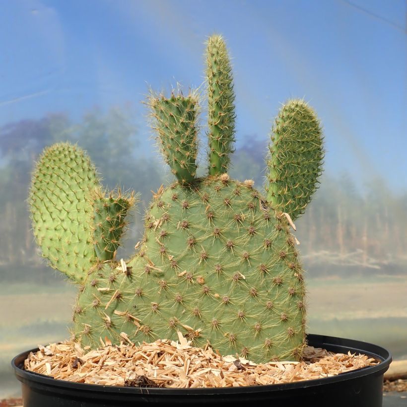 Opuntia scheeri - Feigenkaktus (Plant habit)