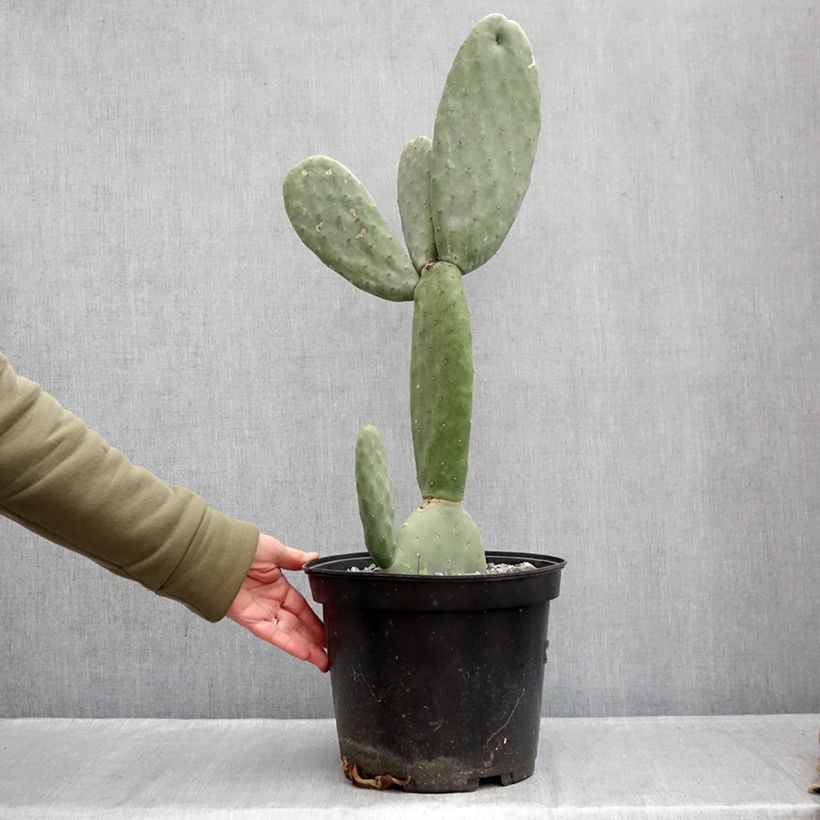 Exemplar von Opuntia Titania - Feigenkaktus Topf mit 3L/4L wie im Winter geliefert