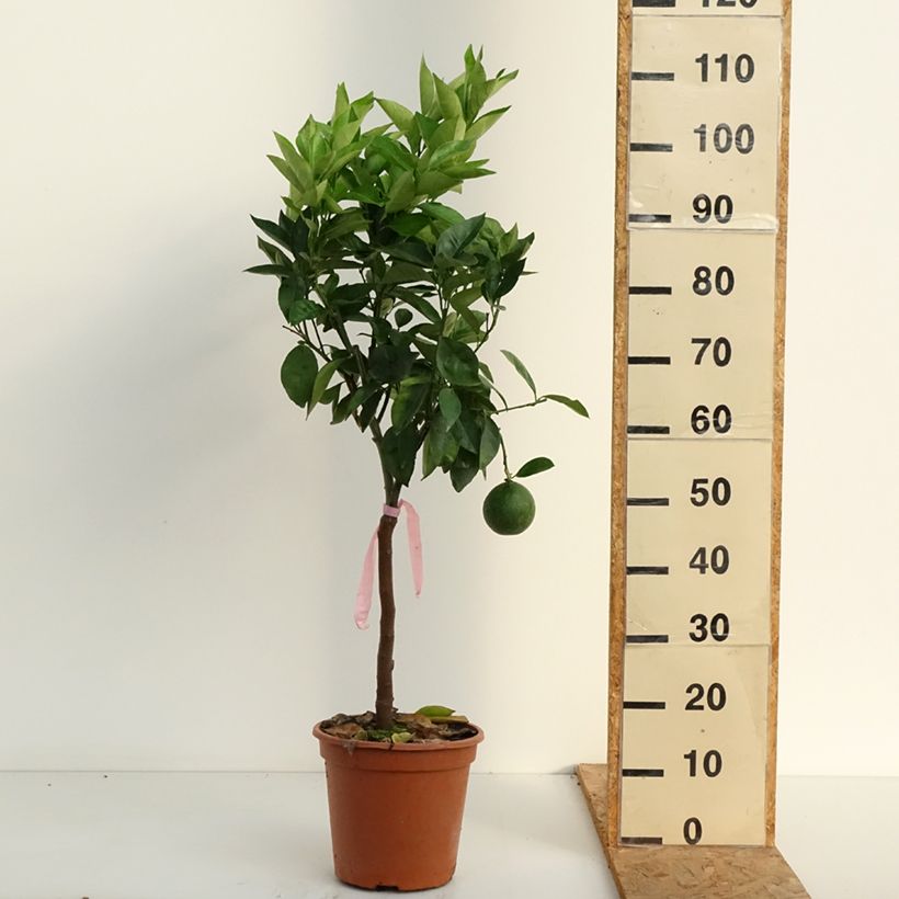 Exemplar von Orange Oranger - Citrus sinensis Topf mit 4L/5L, 1/4 Stängel wie im Sommer geliefert