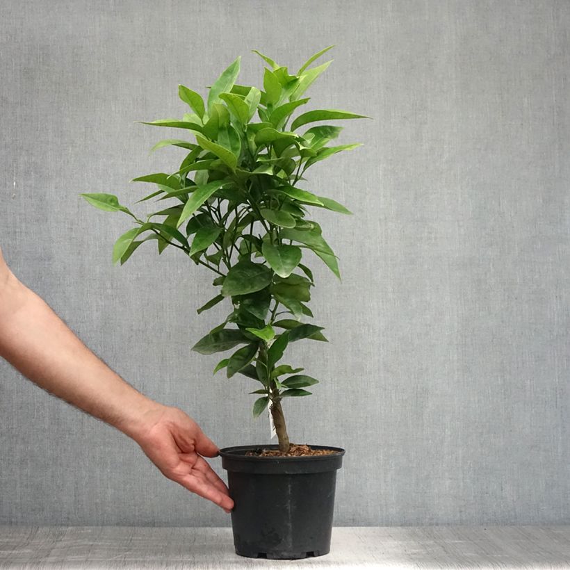 Exemplar von Orange Washington Navel - Citrus sinensis Topf mit 4L/5L, 1/4 Stängel wie im Sommer geliefert