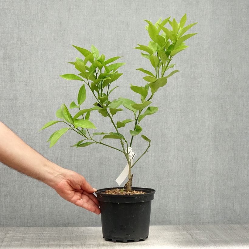 Example of Orange Washington Navel - Citrus sinensis Topf mit 4L/5L, 1/4 Stängel as you get in printemps