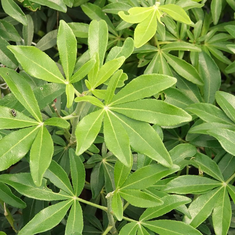 Orangenblume Green Fingers - Choisya ternata (Laub)