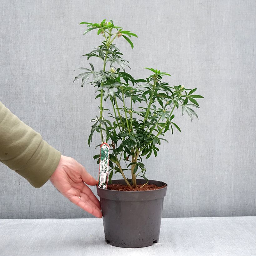 Example of Orangenblume Green Fingers - Choisya ternata Topf mit 2L/3L as you get in hiver