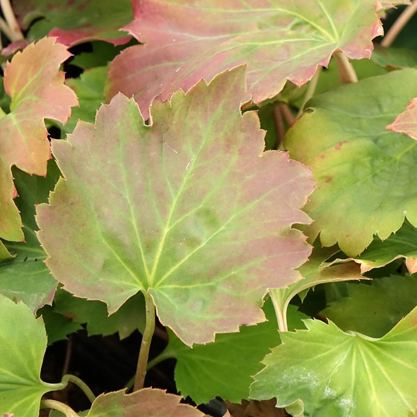 Oredenia Fusion of Fire (Laub)