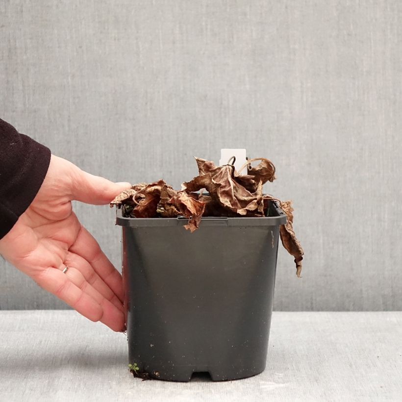 Exemplar von Oredenia Fusion of Fire Topf mit 1,5L/2L wie im Winter geliefert