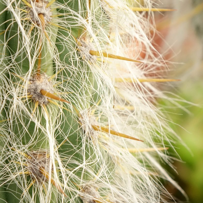Oreocereus leucotrichus - Kaktus (Laub)