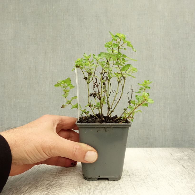 Exemplar von Gewöhnlicher Dost Norton Gold - Origanum Kleine Töpfe von 8/9 cm wie im Herbst geliefert