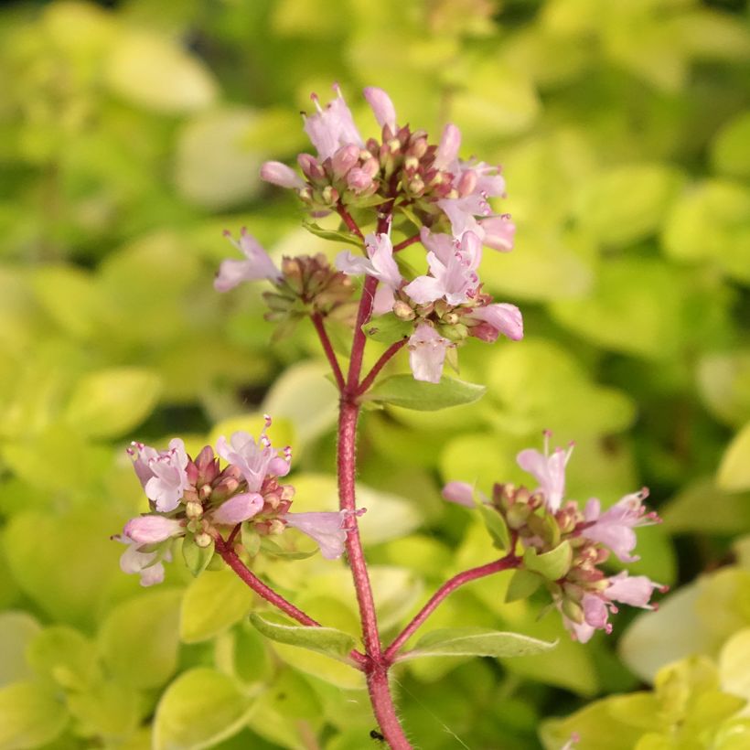 Gewöhnlicher Dost Norton Gold - Origanum (Flowering)