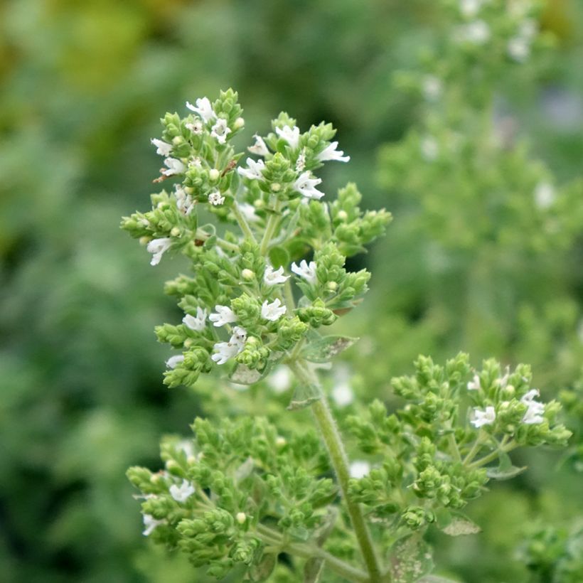 Gewöhnlicher Dost Hot and Spicy - Origanum vulgare (Flowering)