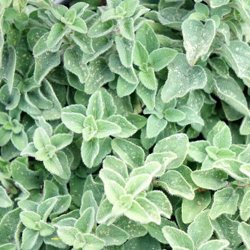 Gewöhnlicher Dost Hot and Spicy - Origanum vulgare (Foliage)
